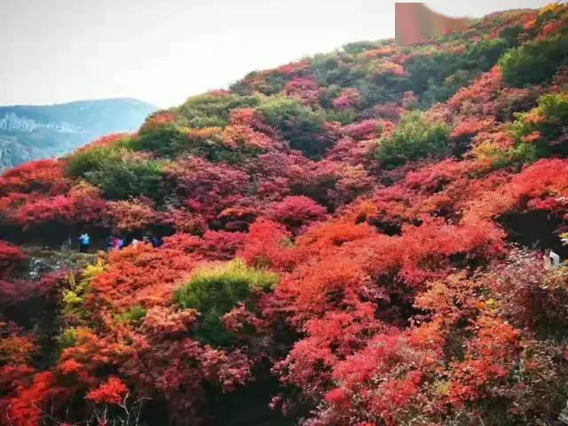 【嘉华旅游】济南天赐山赏红叶,青州古街一日游仅需99