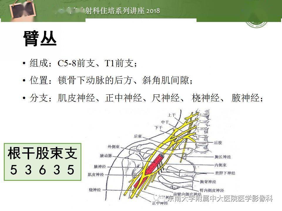 外周神经影像解剖及相关疾病简介