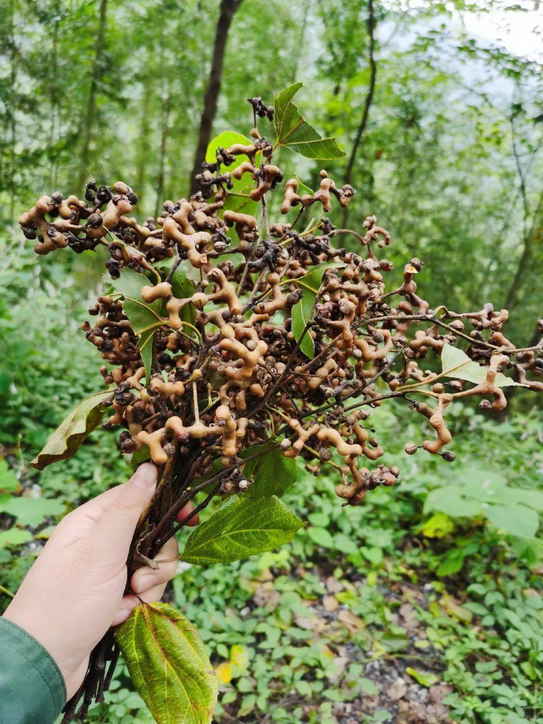 03 拐枣 俗称鸡爪子 大家小时候绝对都吃过!