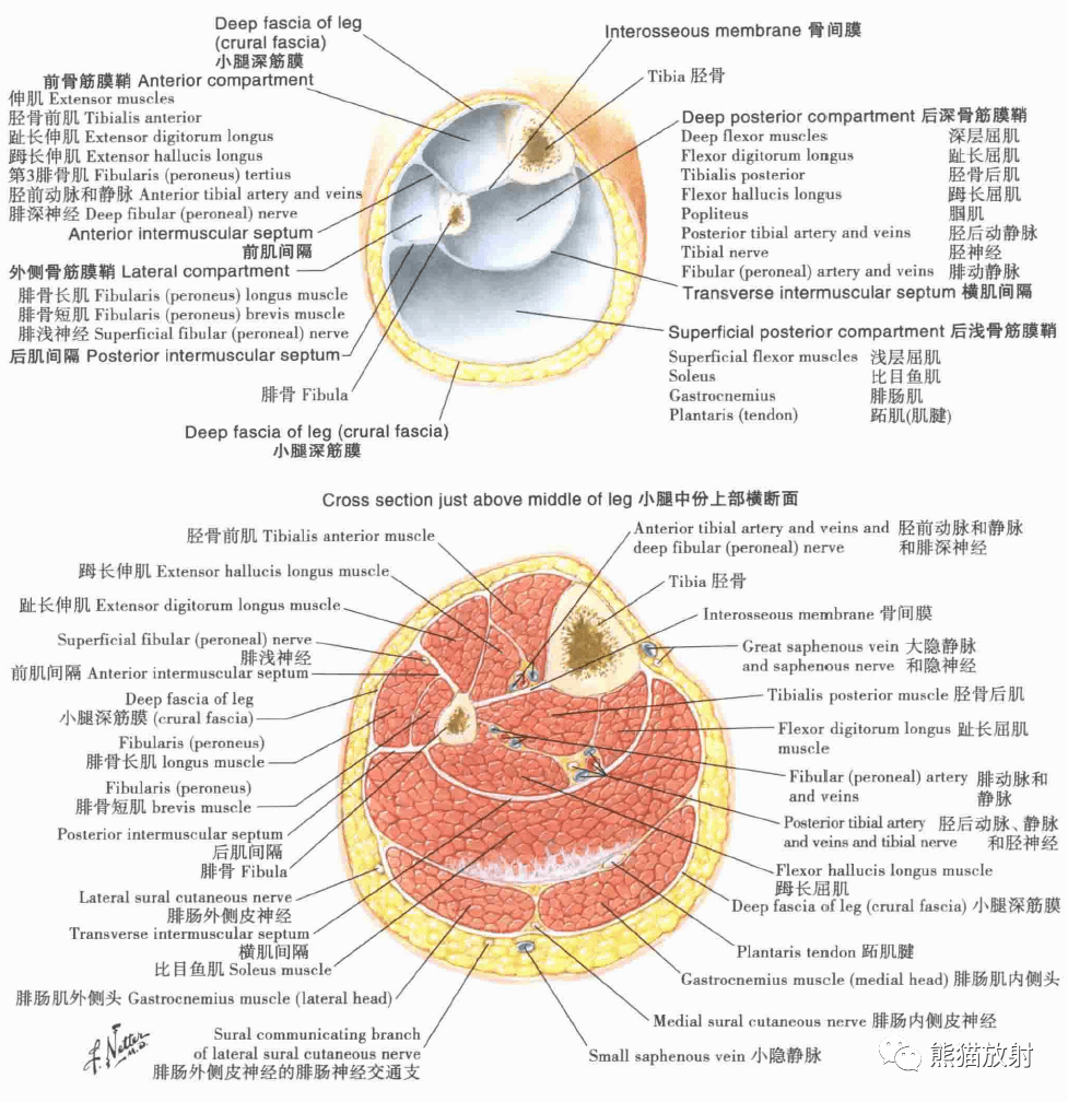 超清晰的下肢小腿踝与足解剖图