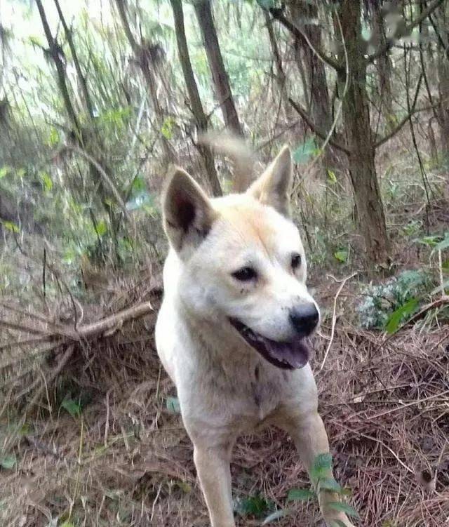 一只农村土狗的白天与黑夜,网友:可恶的偷狗贼!_猎犬