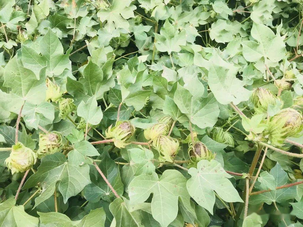红芸豆怎么种植技术视频 b84275fd83f84217ac91a912ed97b289.jpeg