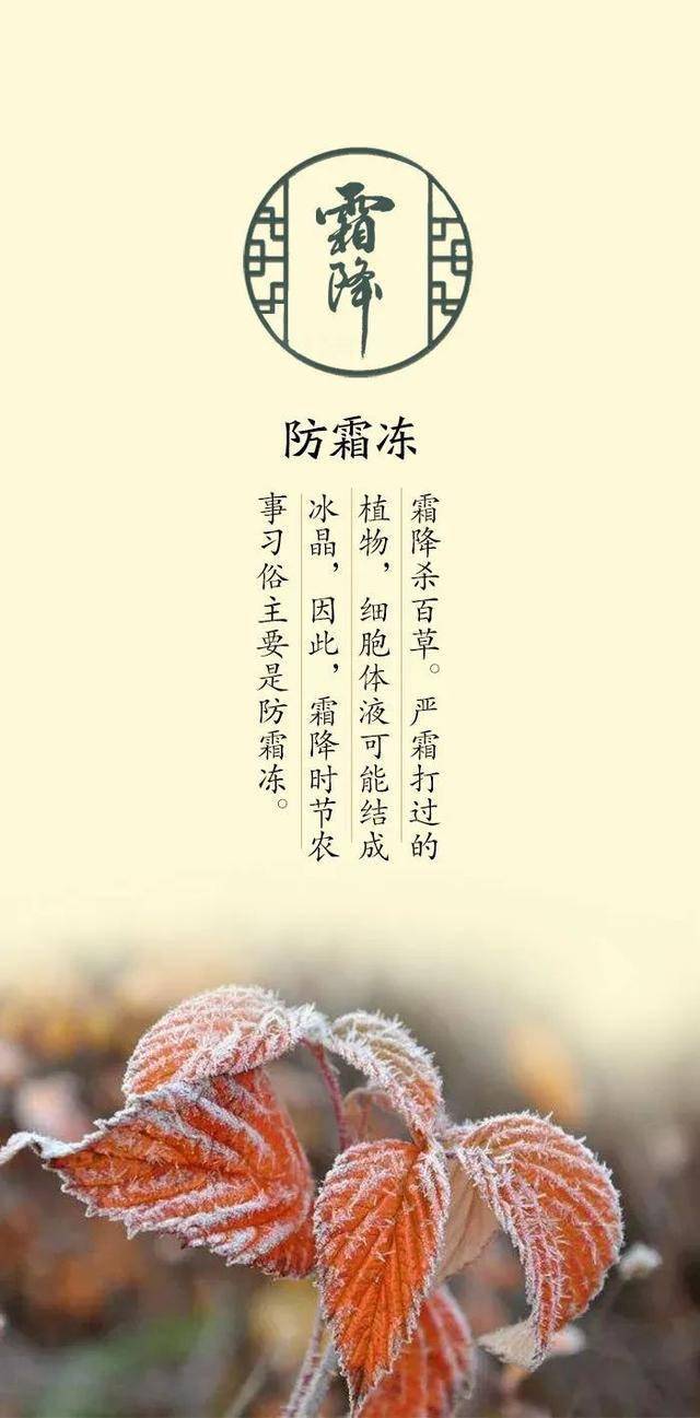 节气 当霜降来到 秋天的曲调就真正唱到了尾声 霜降介绍 来源