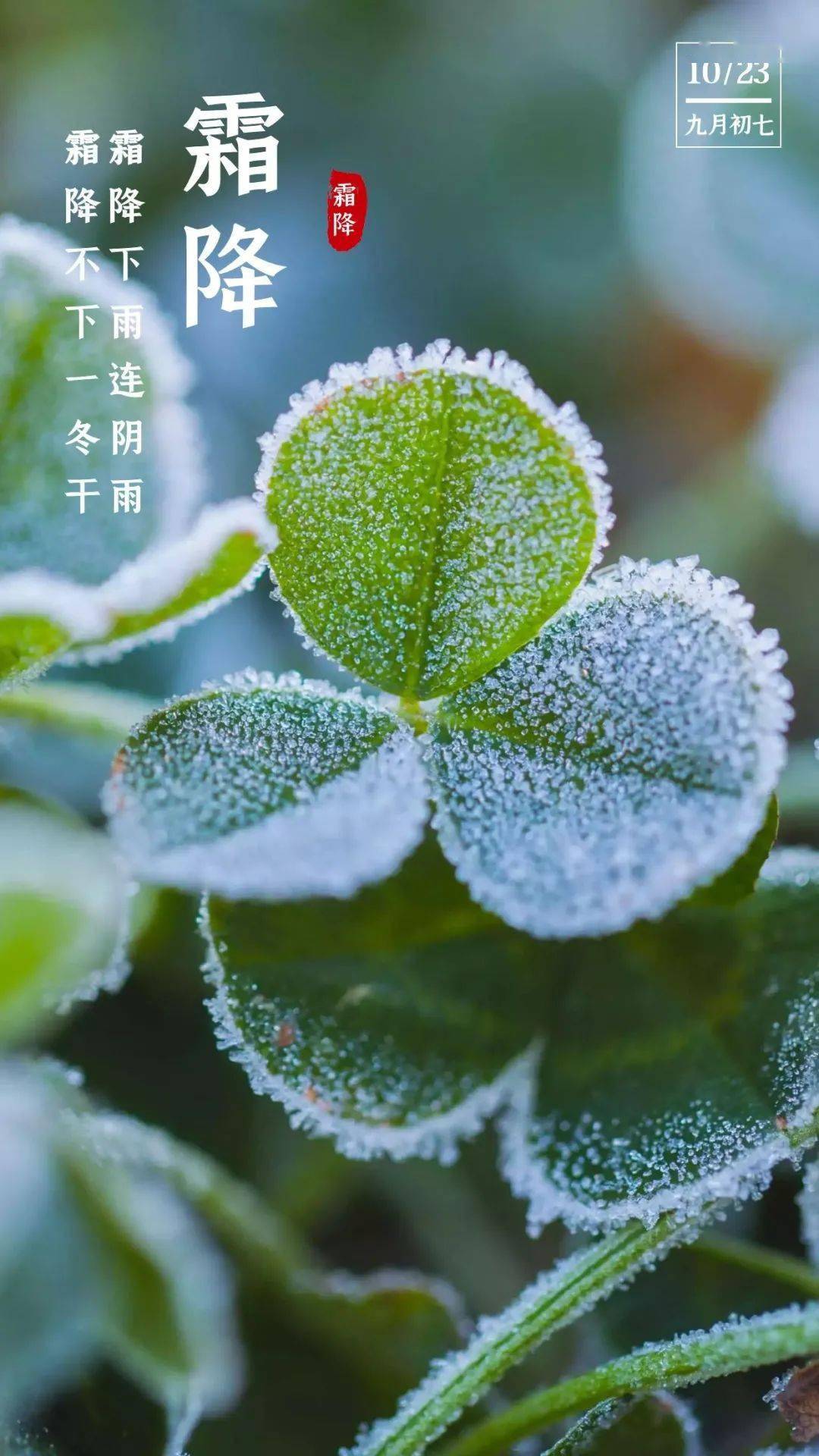 霜降节气图片 eb5774a591c64eb3b1721c0ee1e99d88.jpeg