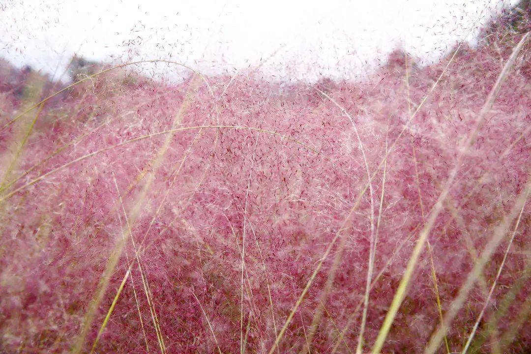 邀请卡 | 粉黛花海如梦似幻,快来打卡秋日的浪漫童话
