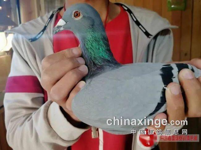 北京开创者双关鸽王前十名风采
