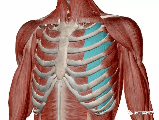 名称 肋间 外肌