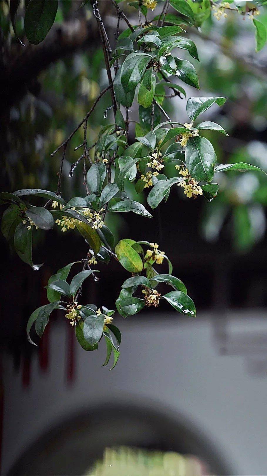 清少纳言《枕草子》 秋风最沧桑, 写绝响的碑铭.