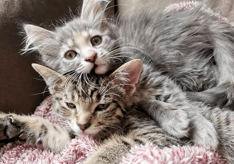 怎么画小猫咪的屋子 90e39d0e45ef45069486249cf86ba385.png
