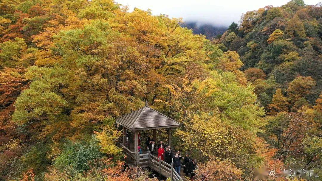 10月21号,四川发布的第一期红叶指数,南江县的米仓山景区(其实就是