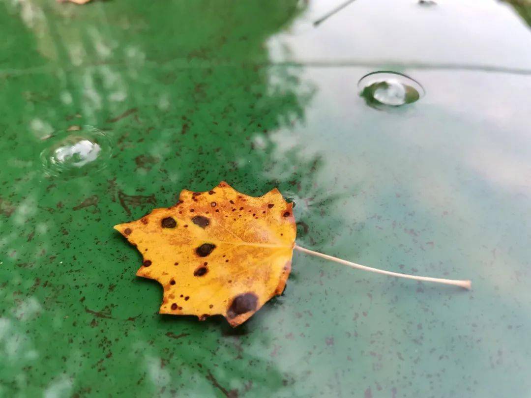 动人秋色淡的黄,深的红……就这样来到了石城秋天的第一场雨没有征兆