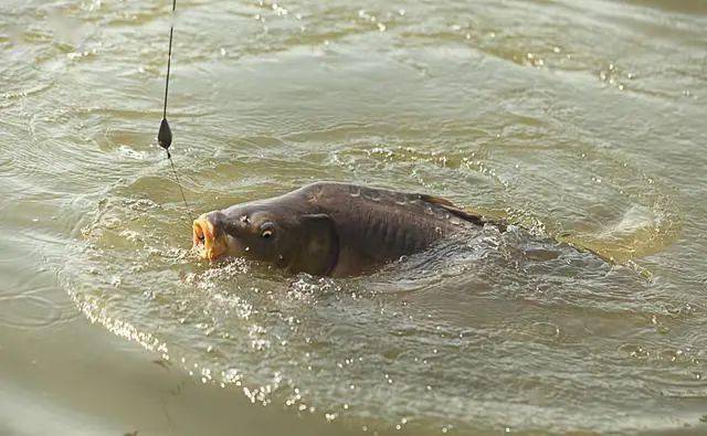 秋末|鱼儿不吃钩的5大特征秋末冬初季节交替