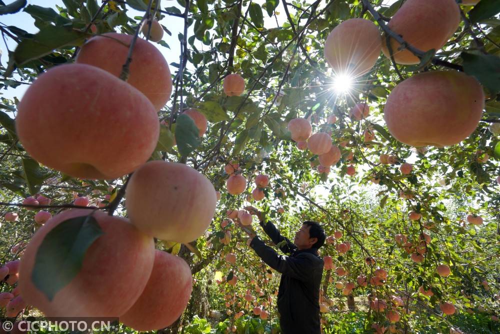 内丘|河北内丘：苹果丰收助增收
