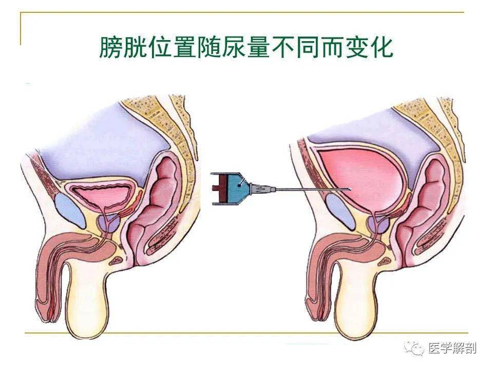 解剖泌尿系统丨泌尿系统解剖详解