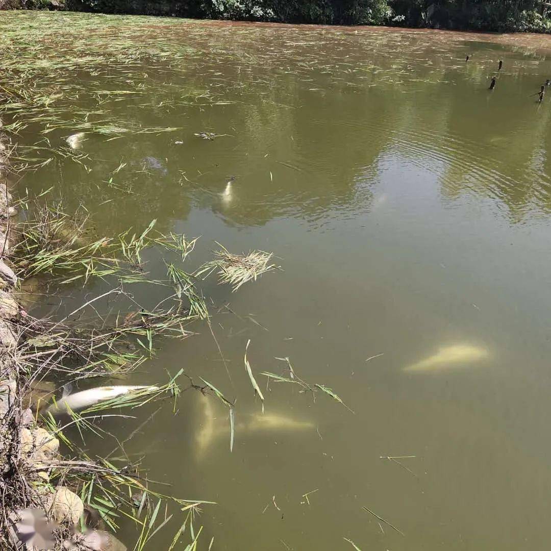 鱼仔排行榜_湖南7批次食品样品不合格其中2批次鱼仔镉项目不合格