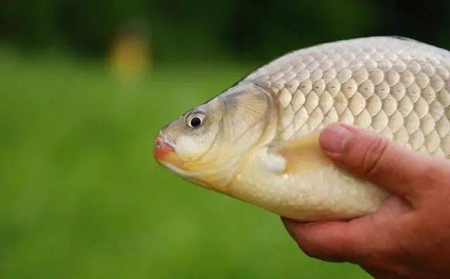 秋末|鱼儿不吃钩的5大特征秋末冬初季节交替