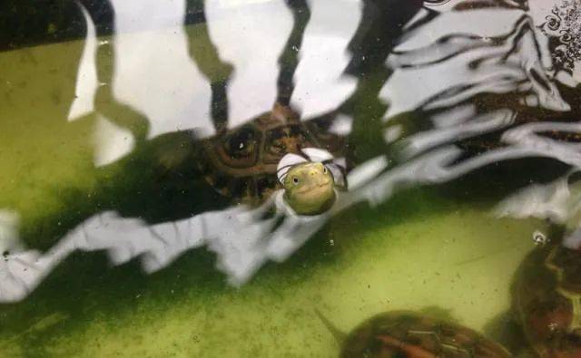 为什么乌龟的水变绿