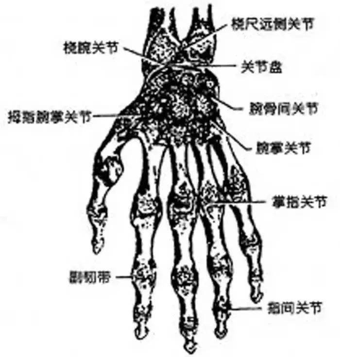 7 手的解剖结构 1,手部的皮肤在掌侧和背侧是不同的,掌侧比背侧厚.