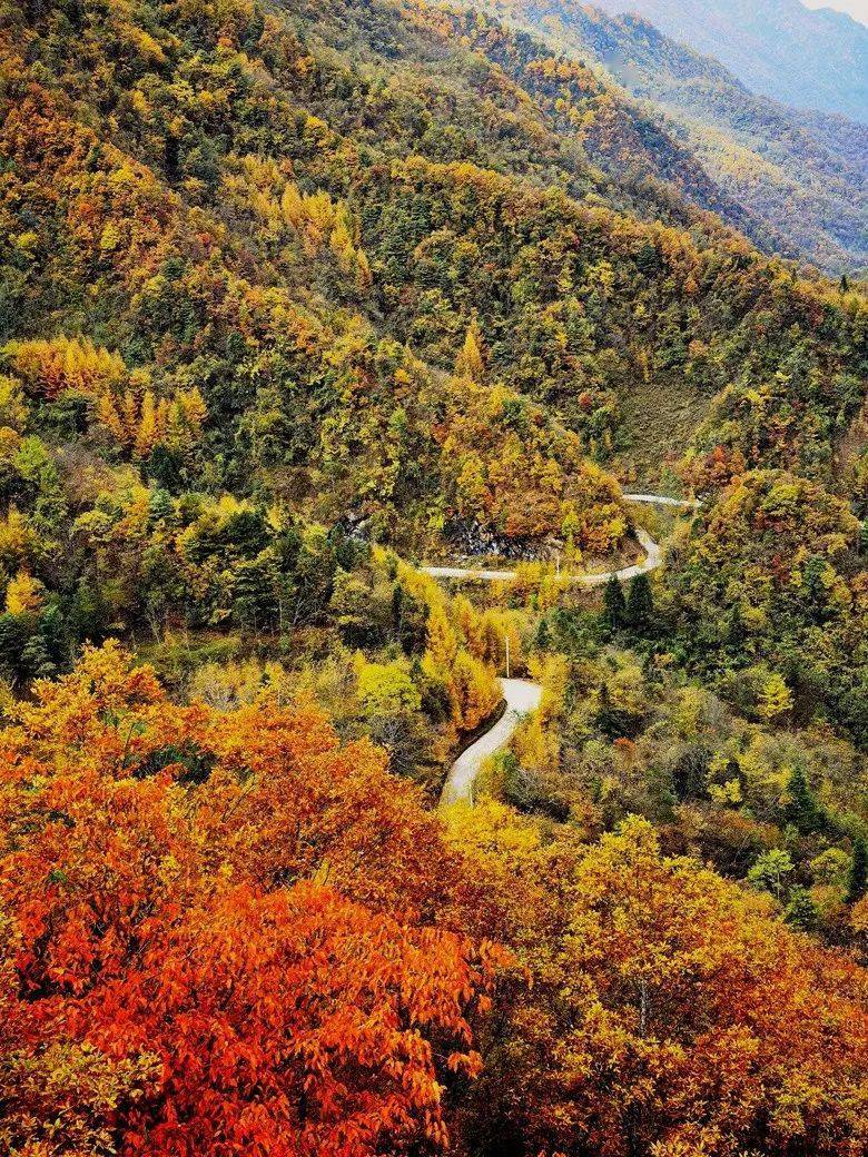 美爆了丨赶紧相约大巴山,来一场红叶及彩叶游