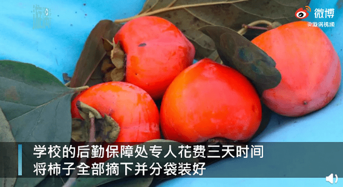 柿子|陕西一高校3天摘1000斤柿子送师生，网友：又是别人家学校