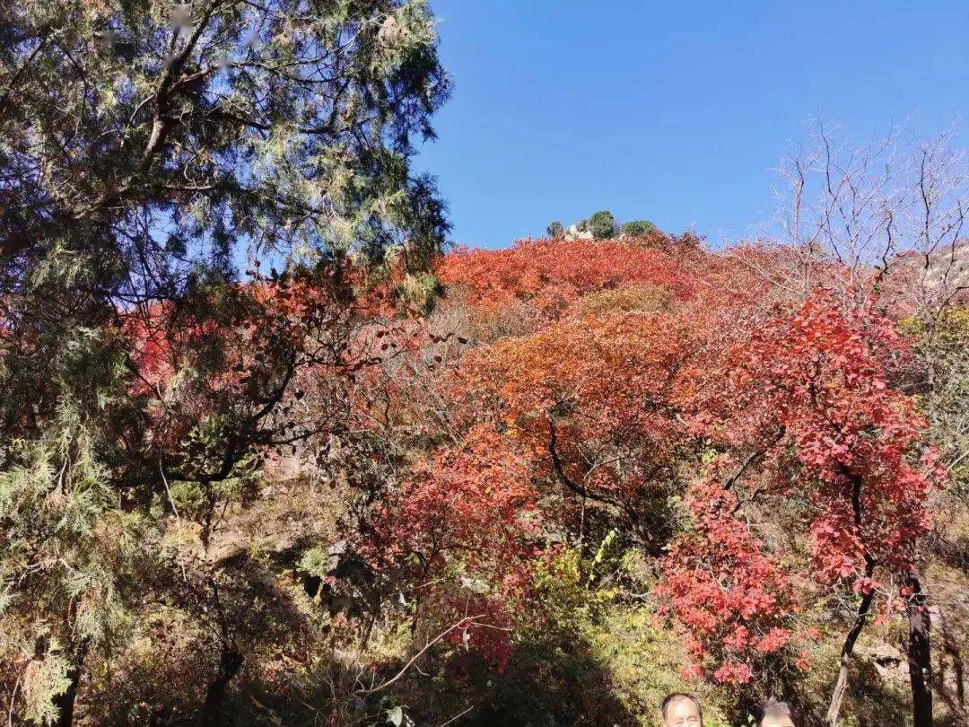 潍坊临朐石门坊看红叶,霜栌秋桧染红山!