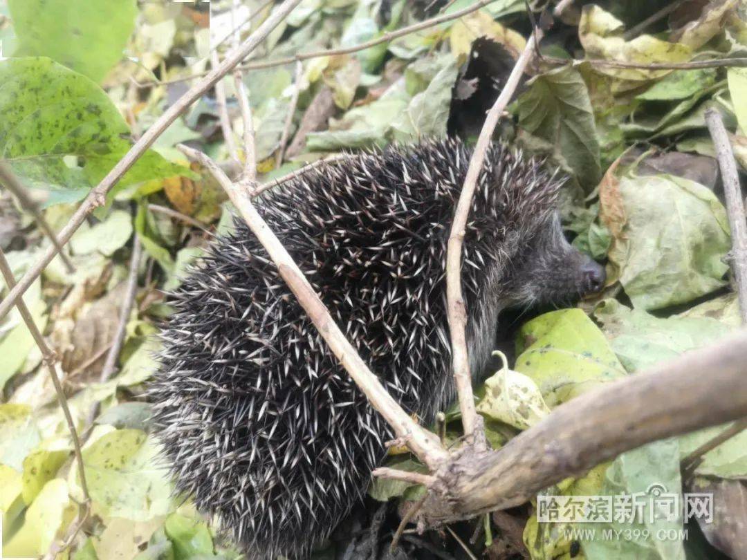 没天敌、干扰少，住的环境好、吃上也不愁，胆小怕人却频繁“抛头露面”丨\u200b植物园里上百只小刺猬“撒欢儿”_搜狐网, image size:1080x810
