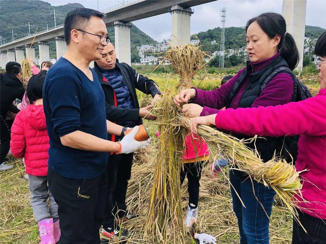 挖红薯,扎稻草人,阳明文化之旅走进田园,体会秋收之乐