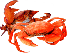 b18d236dd646409b871d4a360cac150a.png