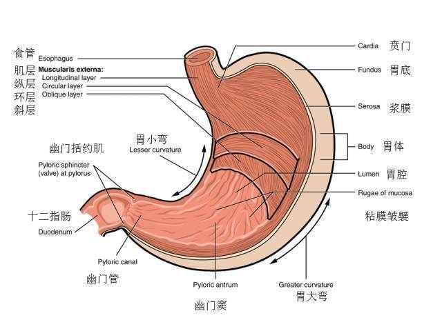 腹部及消化道解剖图谱