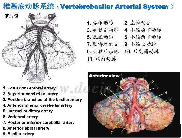 解剖颅内血管丨轻松看懂脑血管造影_动脉