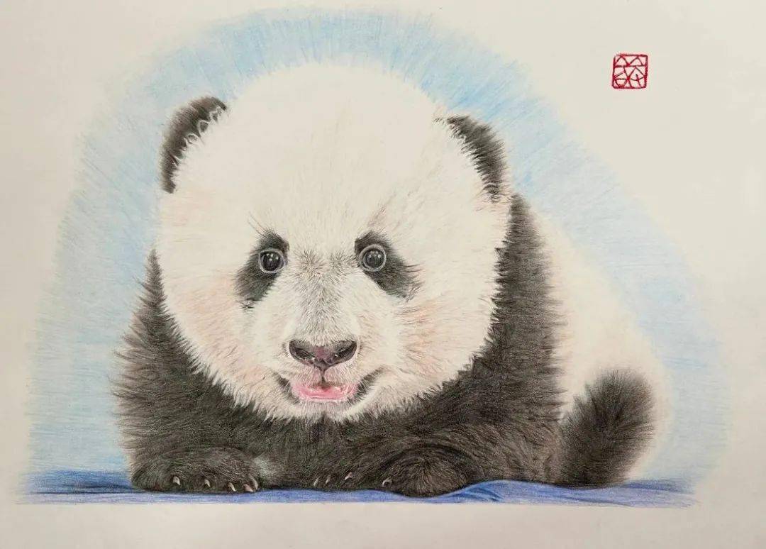 彩铅画图文教程熊猫