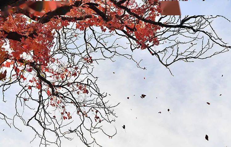 燕南园|未名湖、静园、燕南园……北大秋色的美，是你想象不到的