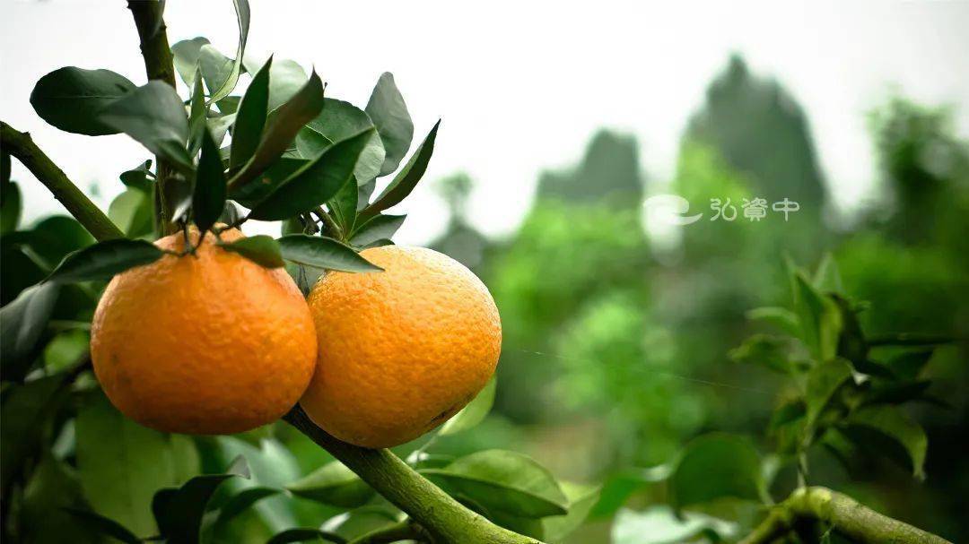 橙子是什么季节熟 86c0cfc98a0d4eb7bc0a3a20a587ef58.jpeg