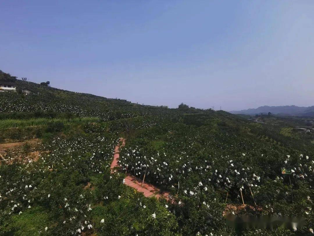 被问到村里有哪些种橘致富的典型时,覃素蓉望向漫山遍野的橘树,笑开了