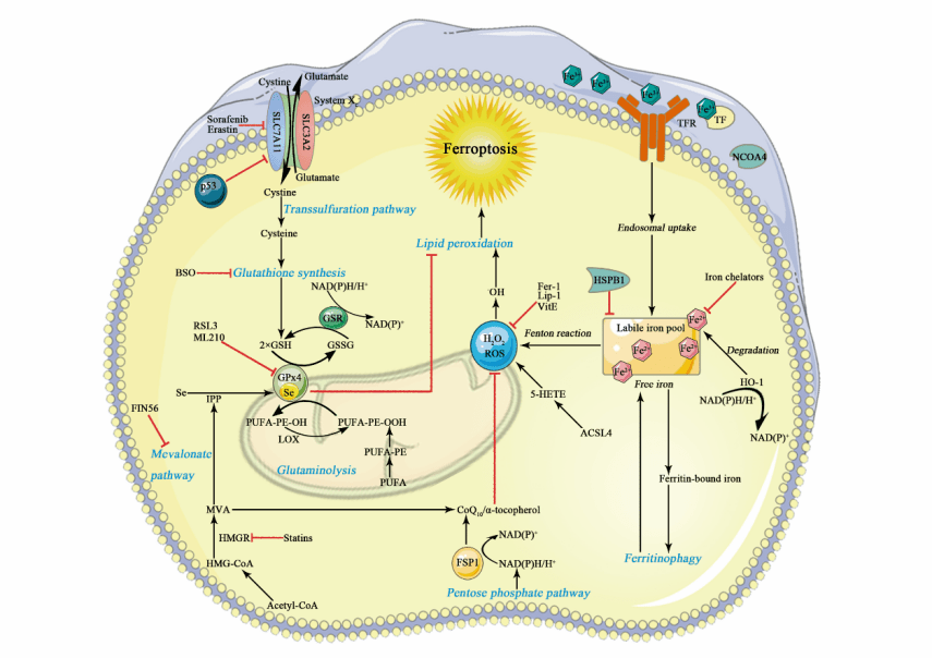 图1.铁死亡的代谢途径和核心分子机制
