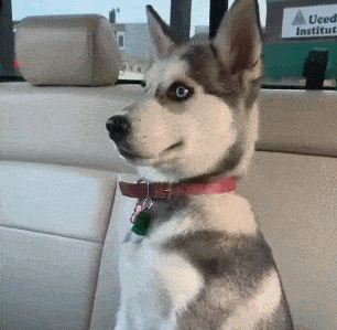 这只哈士奇一定偷偷去上了礼仪课.