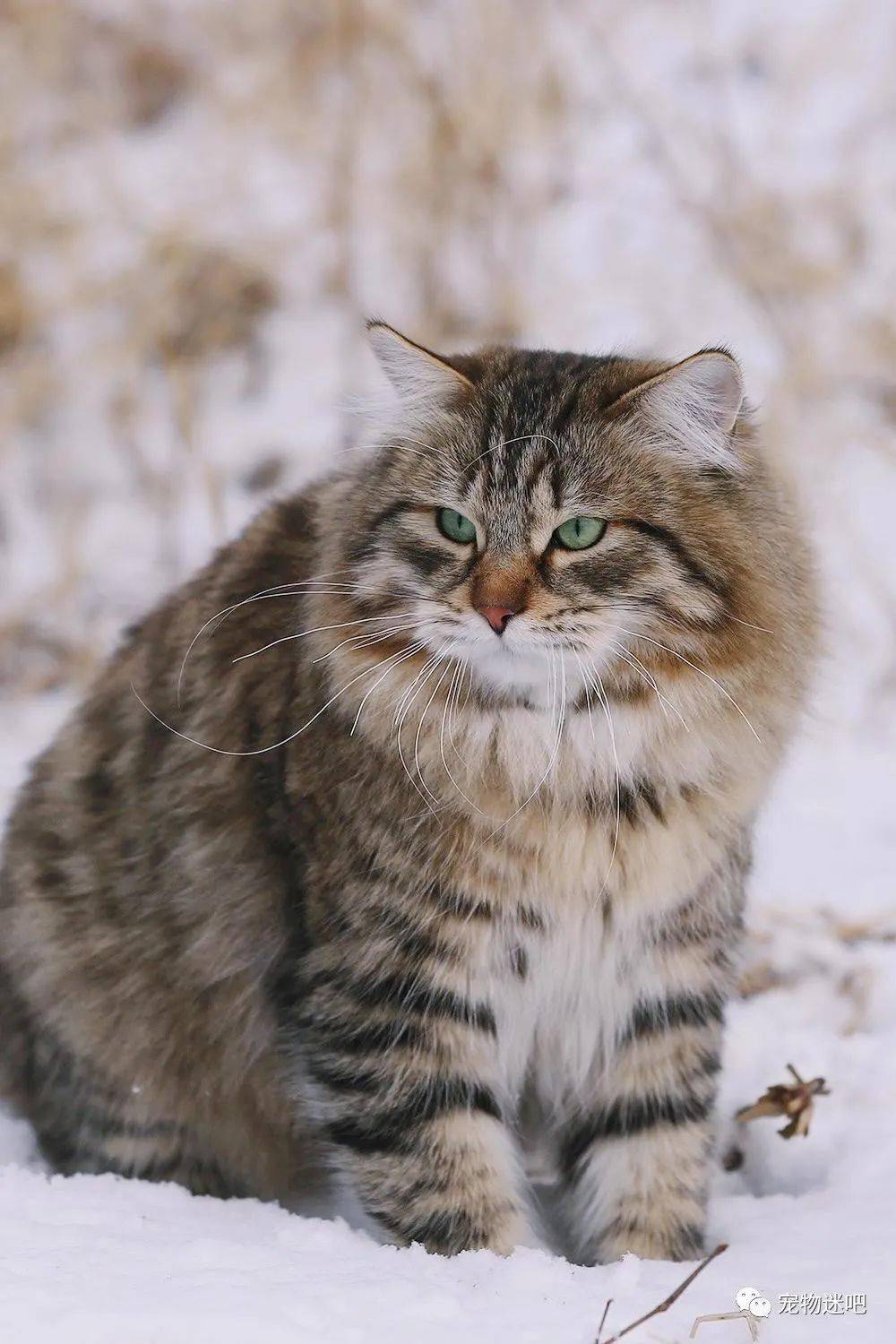 颜值高又能拉雪橇说的不是哈士奇而是西伯利亚森林猫