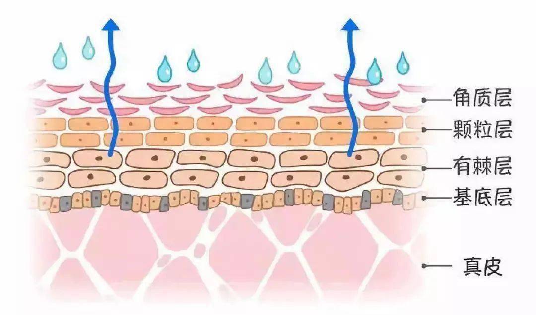 皮肤|入冬必备4件毛衣