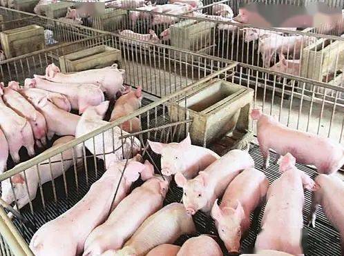 现在生猪价格怎么样 801b0e26ba144136b6faa65e86e81c38.jpeg