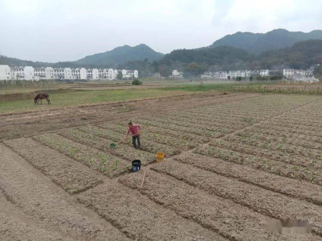 歙县人口外流多吗_安徽歙县图片(3)