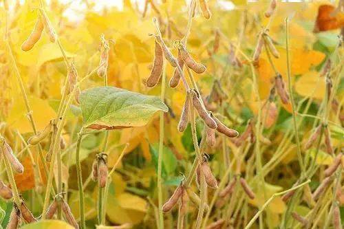农药除草剂有毒吗_农药除草剂_农药除草