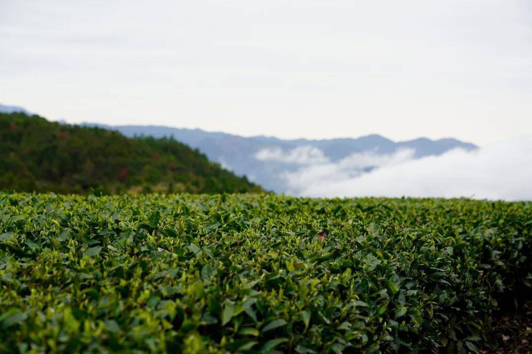 一款代表磻溪味道的白茶丨磻溪白茶丰收节纪念茶