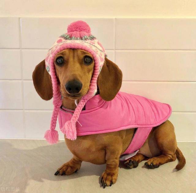 衣橱|腊肠犬成网红,拥有专属百变时尚衣橱,网友:比我衣服还多