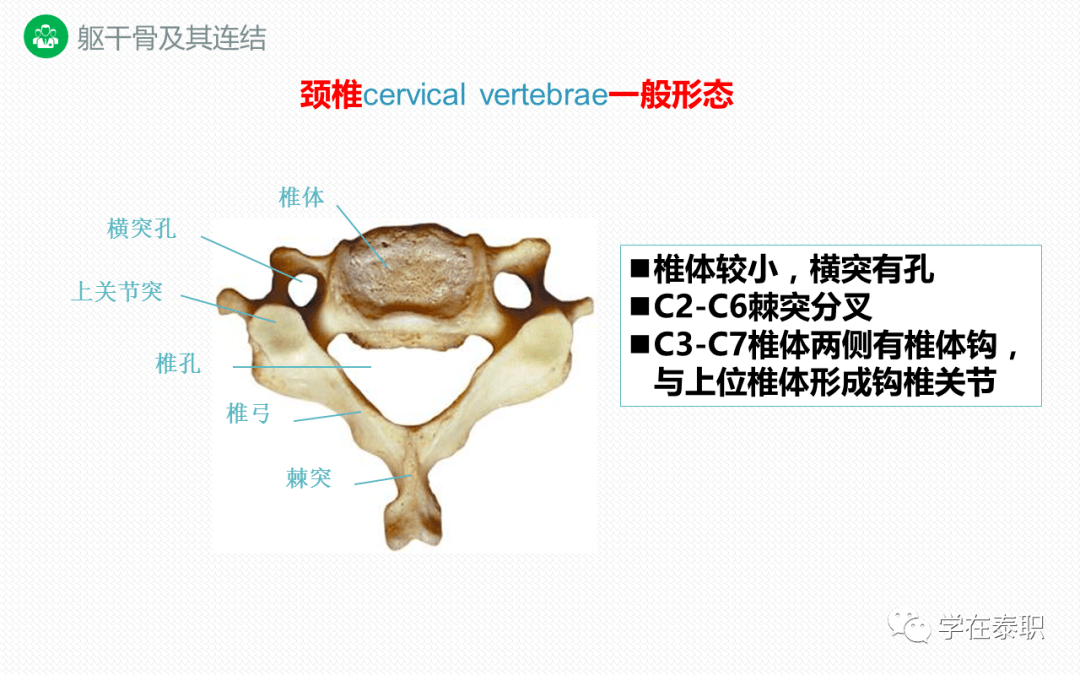 康复功能解剖躯干骨及其连结