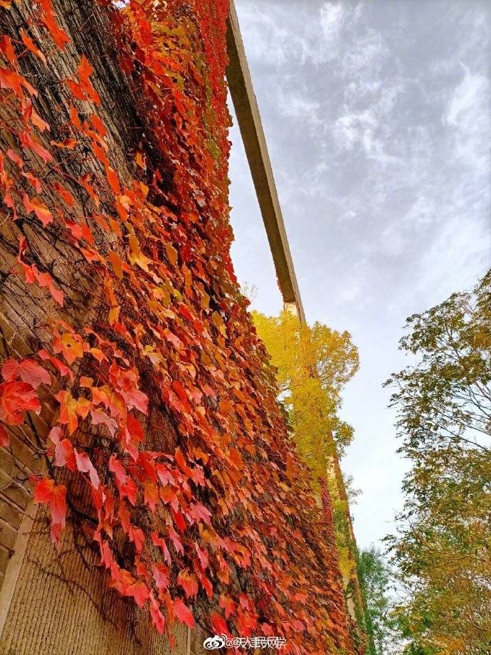 校园|醉了醉了！全国高校秋色大赏来了