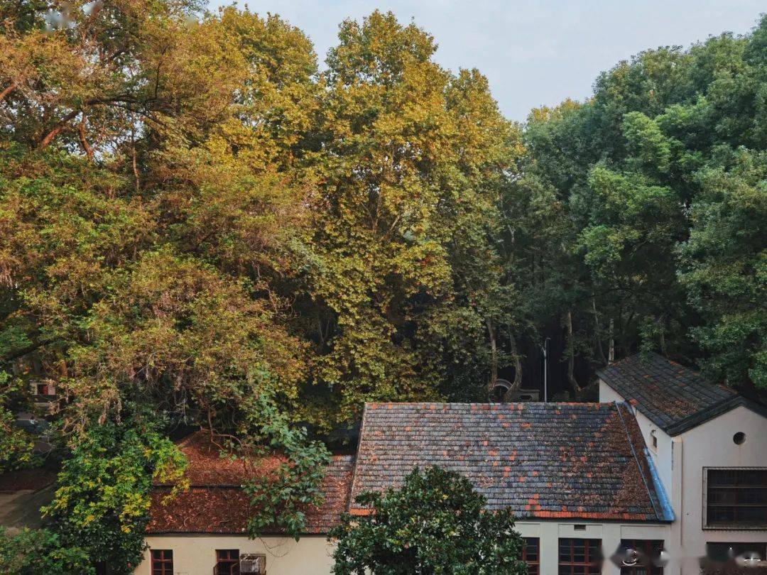 官宣|高校“官宣”秋景来了，有你的校园记忆吗？