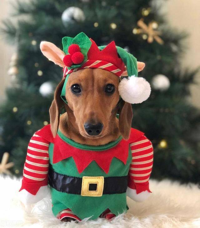 衣橱|腊肠犬成网红,拥有专属百变时尚衣橱,网友:比我衣服还多