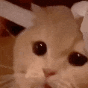 8eaf4580657a4567af52350b2a7cd7c8.gif