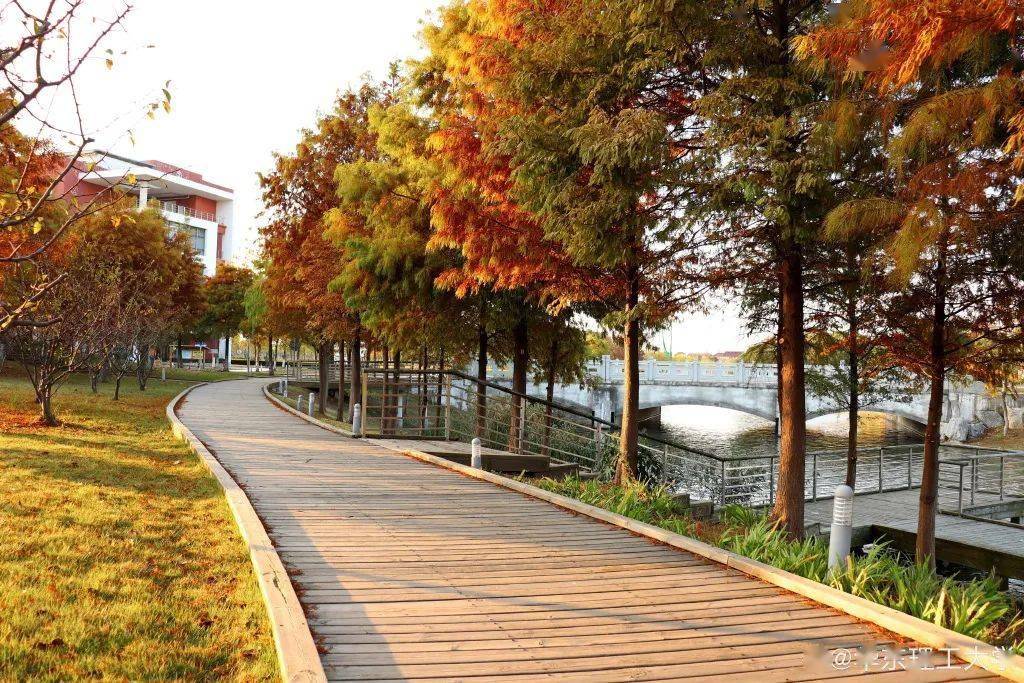 官宣|高校“官宣”秋景来了，有你的校园记忆吗？