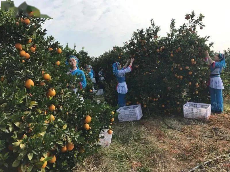 2020年赣南脐橙采摘旅游嘉年华暨红都瑞金自驾游大会新闻发布会在赣州
